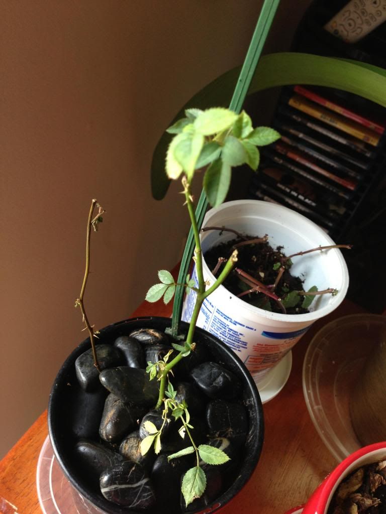 mini-rose-dying-plants-wilting-new-leaves