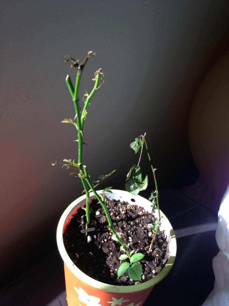 mini rose,dying plants/ wilting new leaves