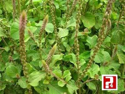 6 bài thuốc dân gian chữa đau khớp hiệu quả
