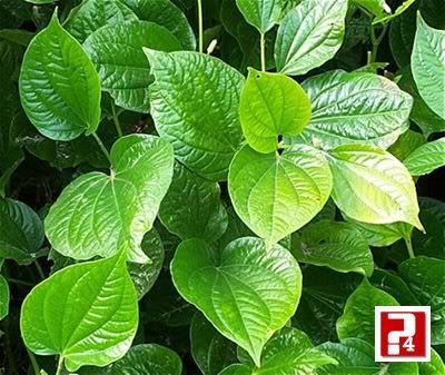 6 bài thuốc dân gian chữa đau khớp hiệu quả