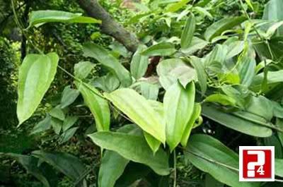 6 bài thuốc dân gian chữa đau khớp hiệu quả