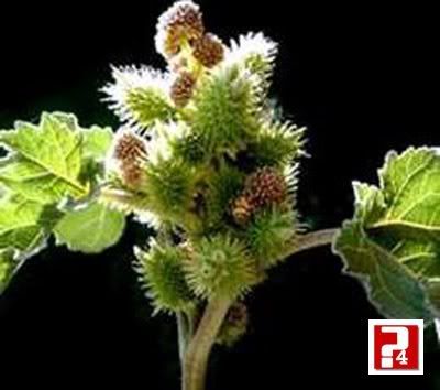 6 bài thuốc dân gian chữa đau khớp hiệu quả