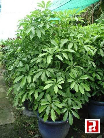6 bài thuốc dân gian chữa đau khớp hiệu quả