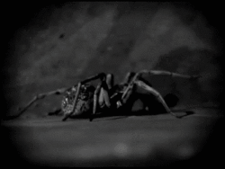  photo tumblr_mb8nmsi3j51rpeqp2o1_250.gif