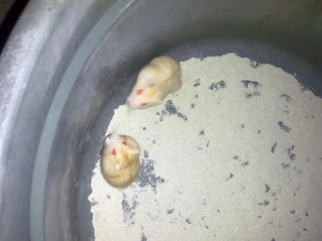 jual hamster lengkap sama kandang botol minum murah jual hamster lengkap sama kandang botol minum murah