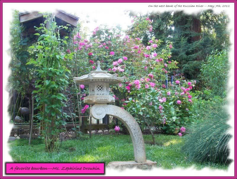 photo photo_flower_rose_zephirine_drouhin.jpg