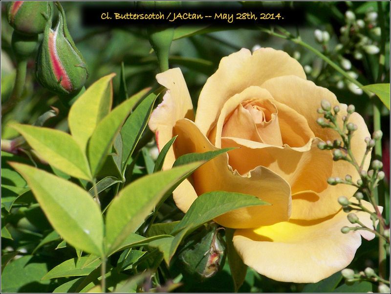 photo rose_butterscotch_may_2014_zps58a4fcb6.jpg