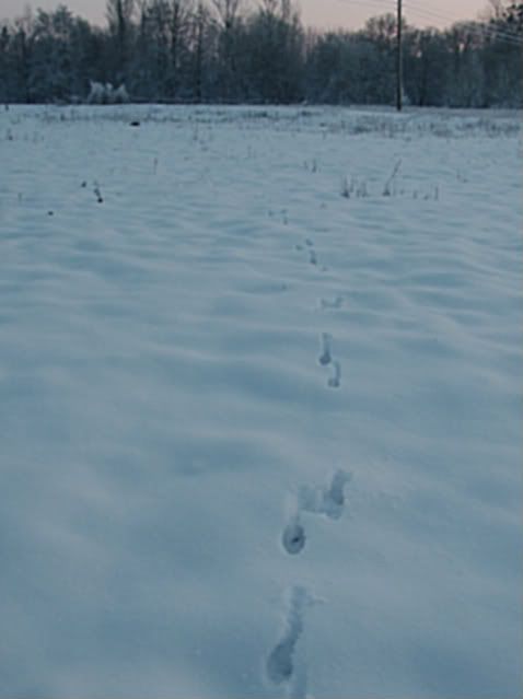 2012_0603tracks0034.jpg