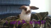 Binkybunny.com