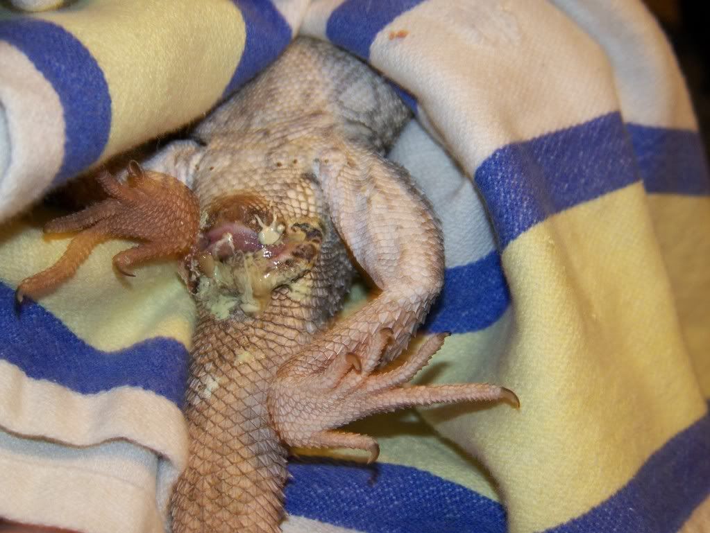 Help! Issues with Beardie's vent area • Bearded Dragon . org