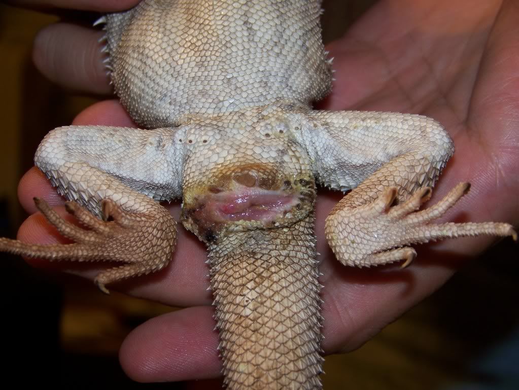 Help! Issues with Beardie's vent area • Bearded Dragon . org