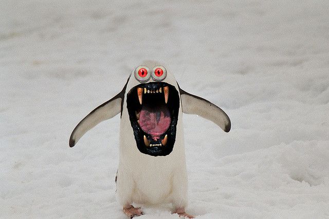  photo evil penguin1_zpskisiotg0.jpg