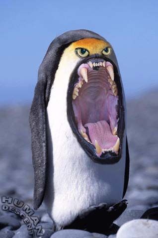  photo evil penguin2_zpst2klzorf.jpg