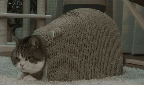  photo tumblr_nw17v7EpzW1tlb56zo1_500_zpshz8i4a7z.gif