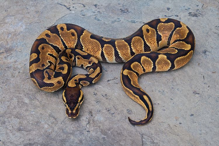 Enchi-Male-03_02.jpg