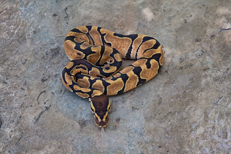 Enchi-Female-01_02.jpg