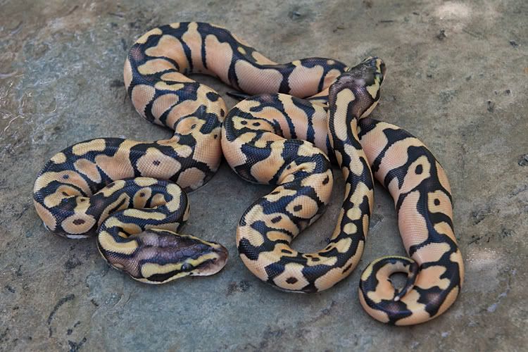 Pastel-Enchi-Het-Albino-Females.jpg