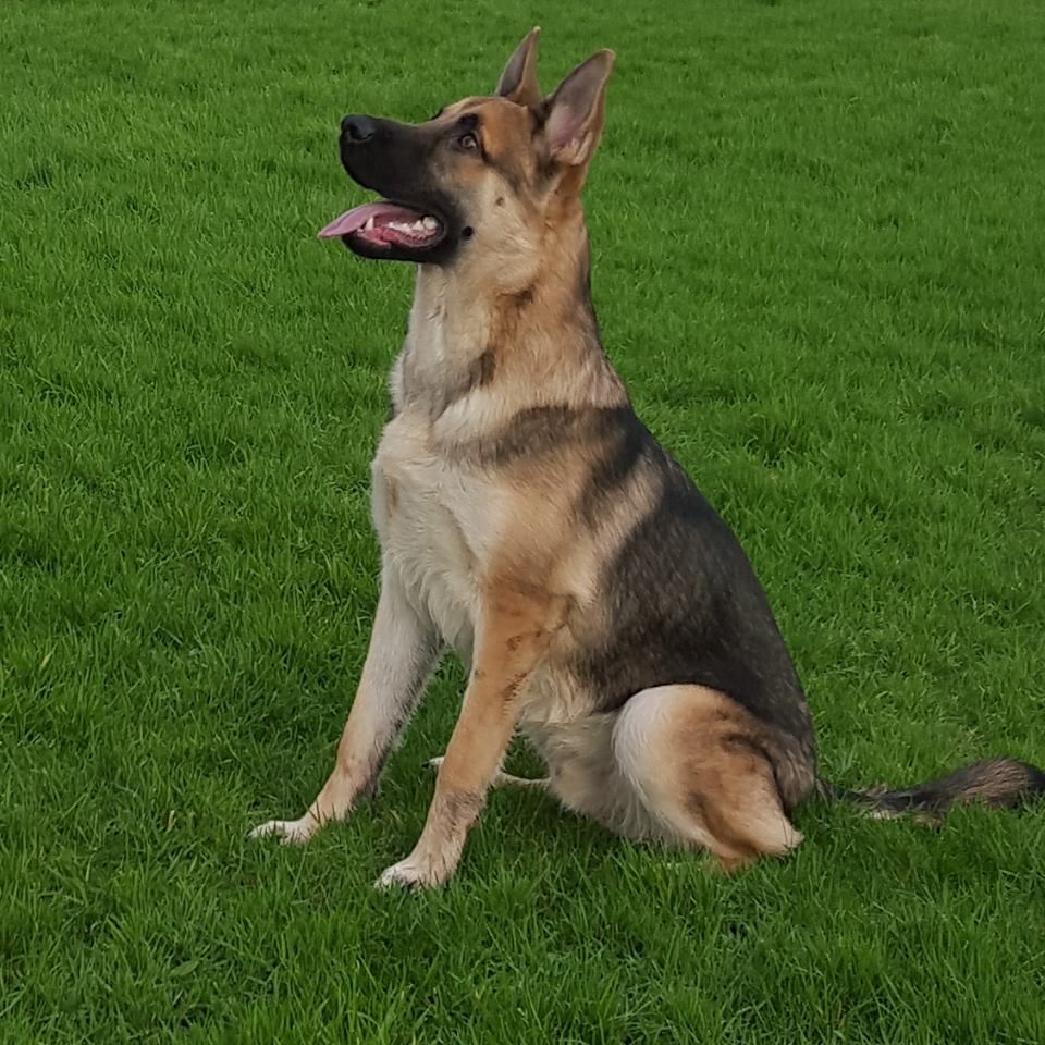 patterned sable german shepherd