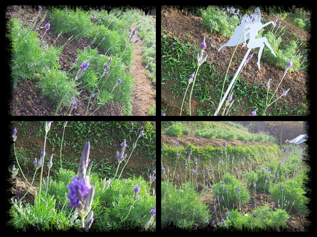 photo Lavenderplant_zps05a18fd7.jpg