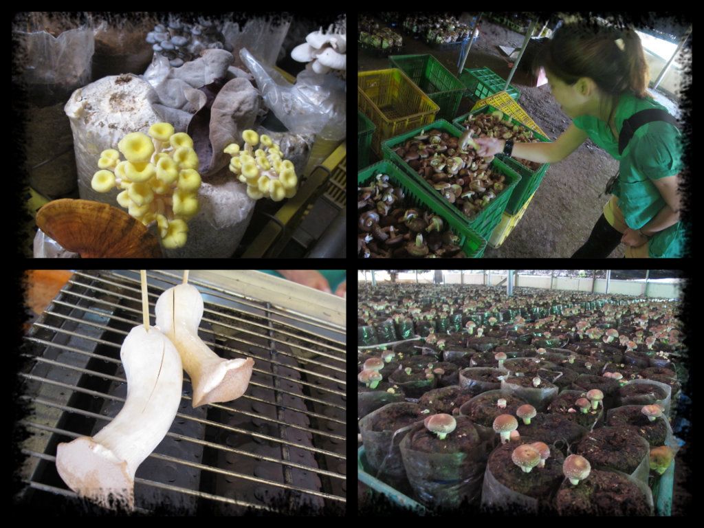 photo mushroom1_zps4131de35.jpg