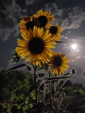  photo sunflower3_zpszwwujyqr.jpg