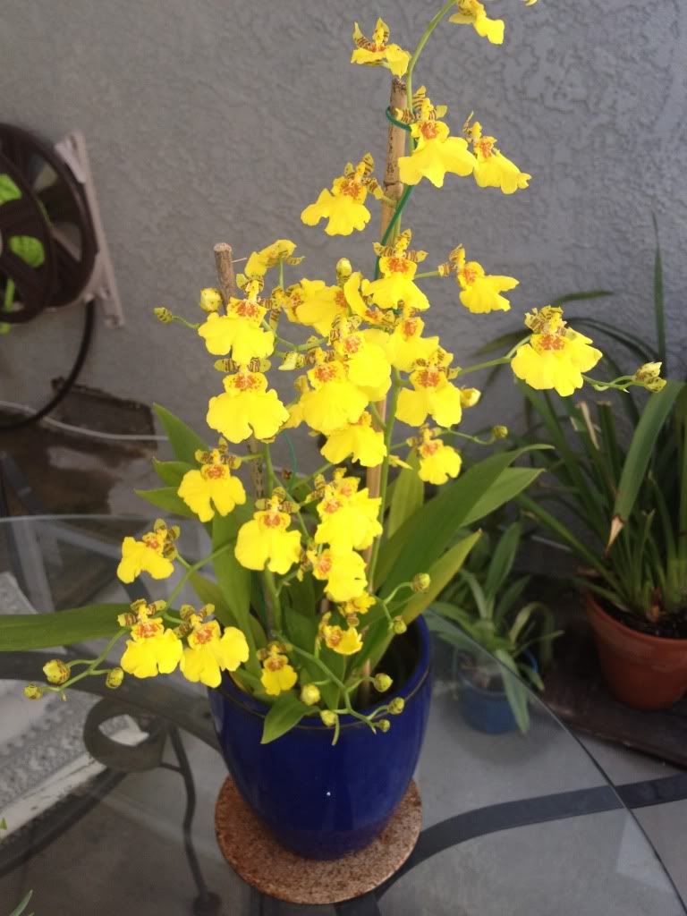 Trader joe rebloom Onc. Hybrid - Orchid Board - Most Complete Orchid ...